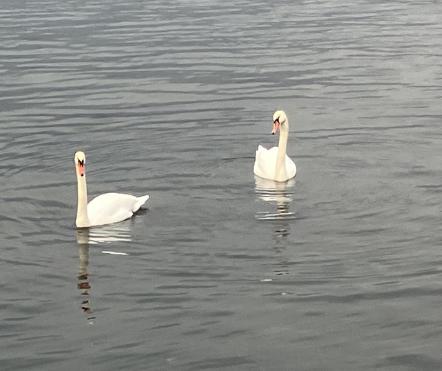 Coppia di cigni - foto di Sibilla Ulivi 